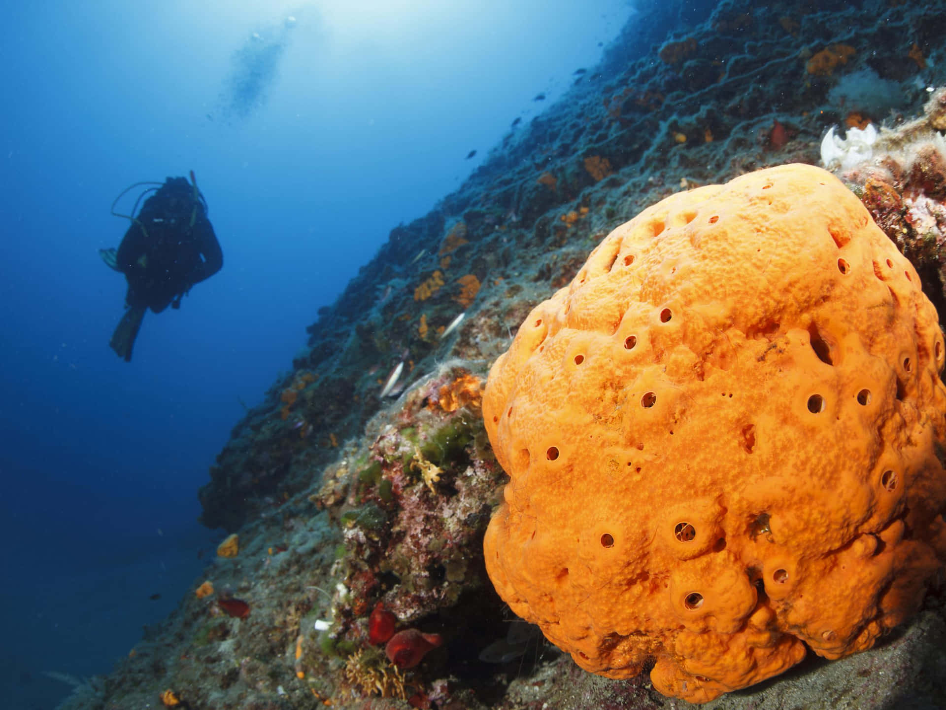 Diver Encounters Giant Sponge Wallpaper