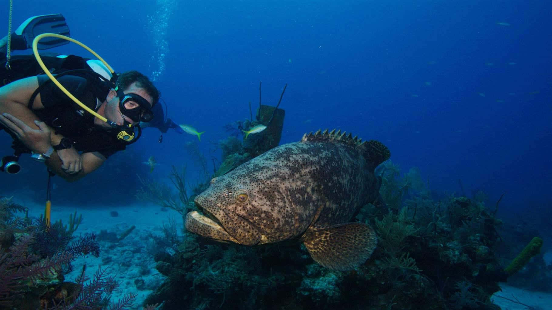 Diver Encounters Goliath Grouper Wallpaper