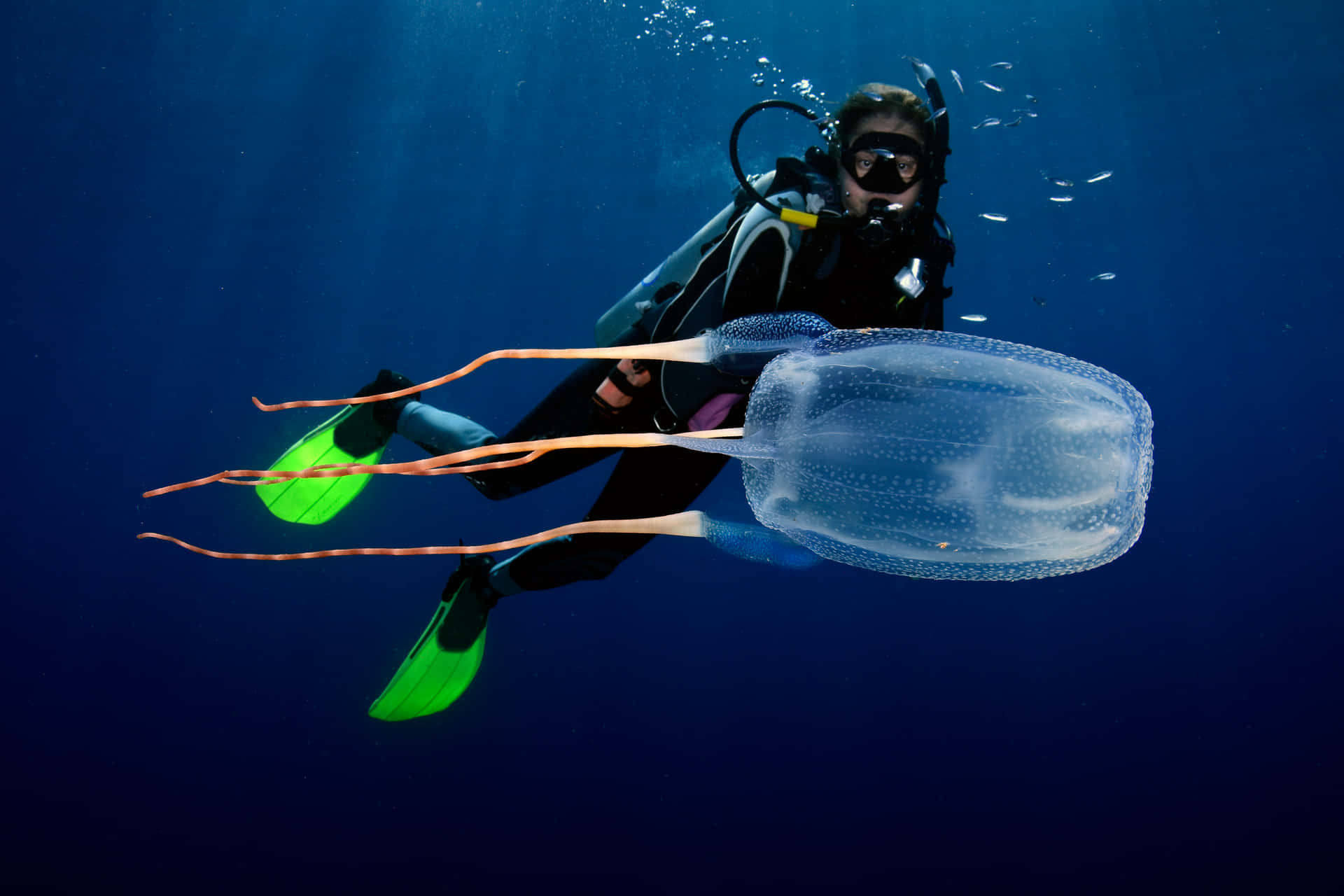 Diver Encounterwith Box Jellyfish Wallpaper