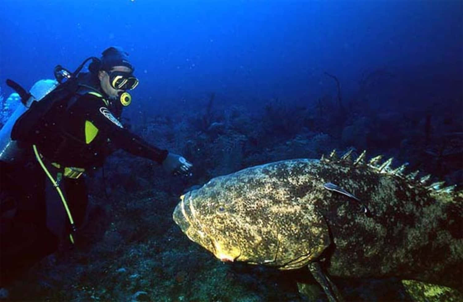 Duiker Ontmoeting Met Goliath Grouper Achtergrond