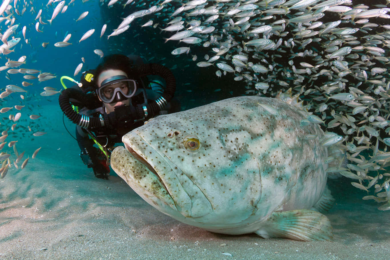 Duiker Ontmoeting Met Goliath Grouper Achtergrond