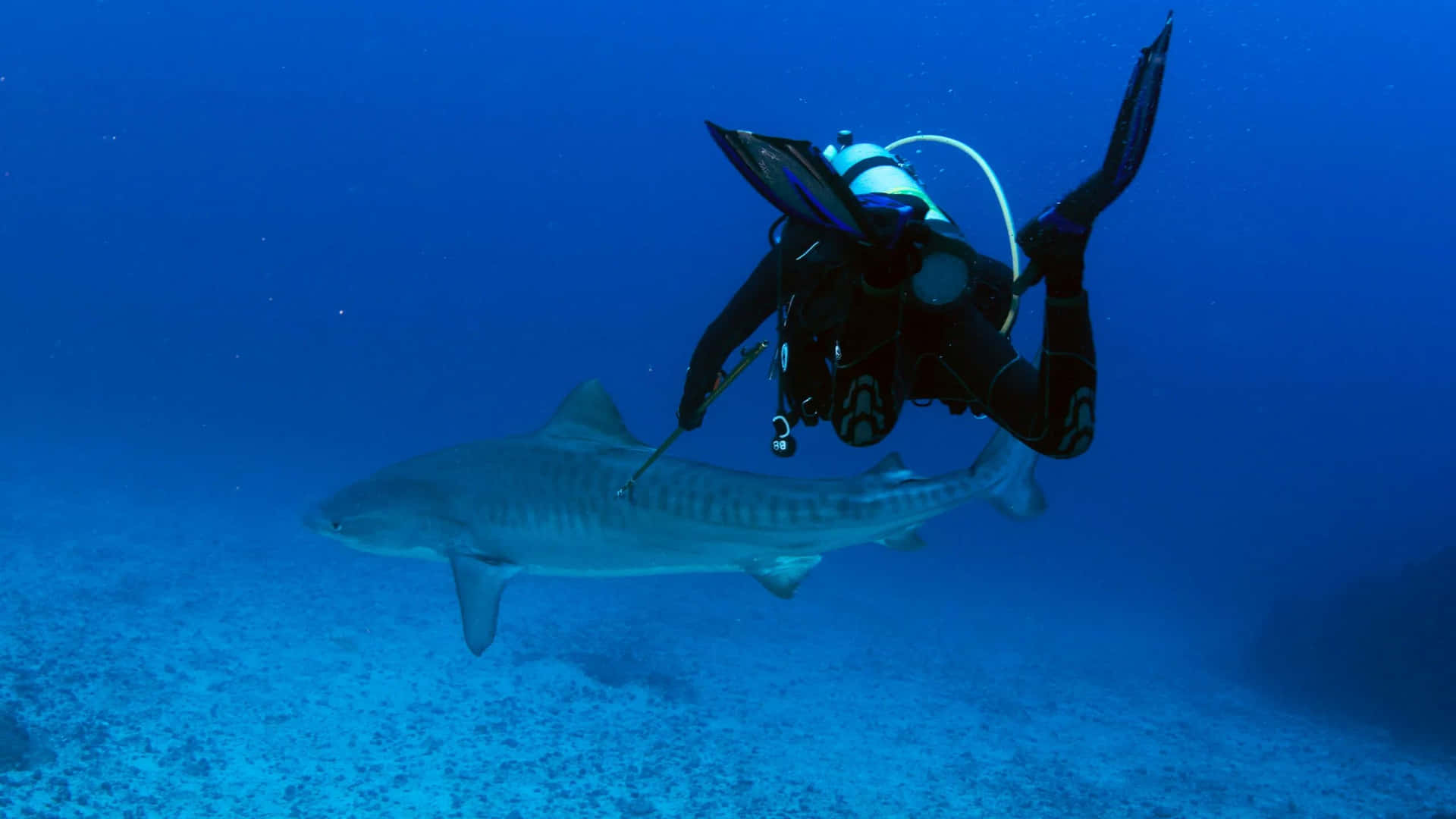 Diver Encounterwith Tiger Shark Wallpaper