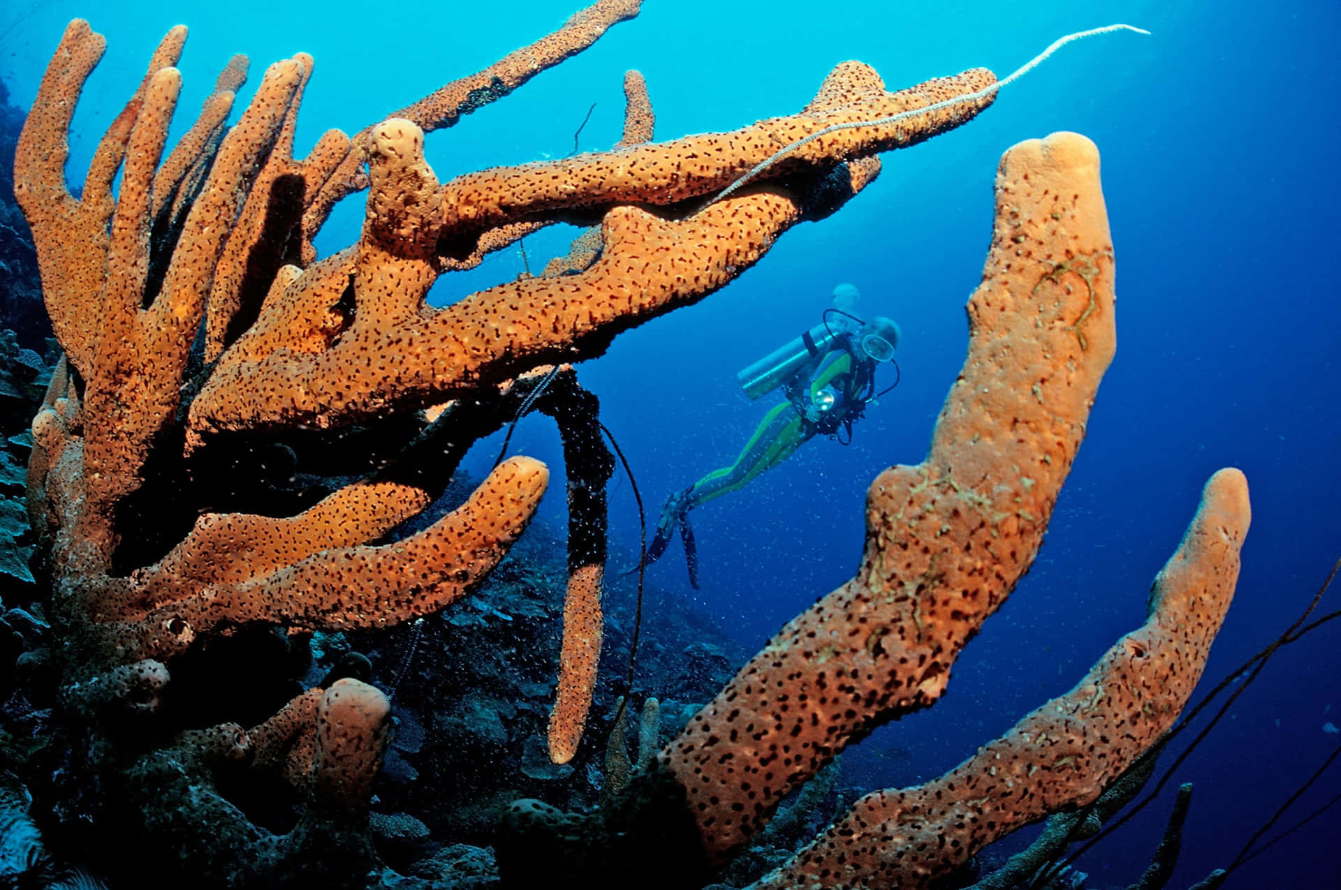 Diver Exploring Coral Sponges Wallpaper