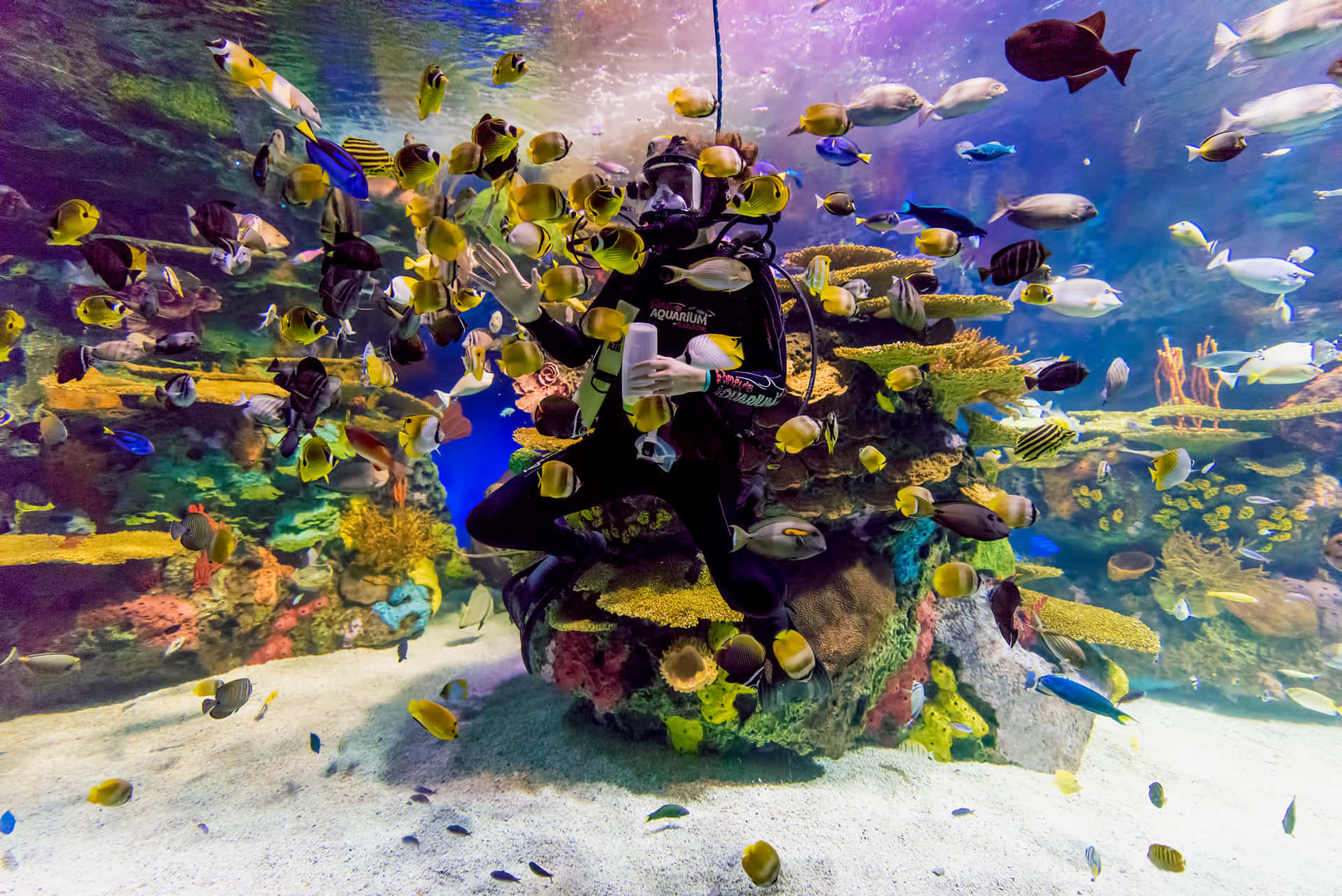 Diver Feeding Fishat Aquarium Wallpaper