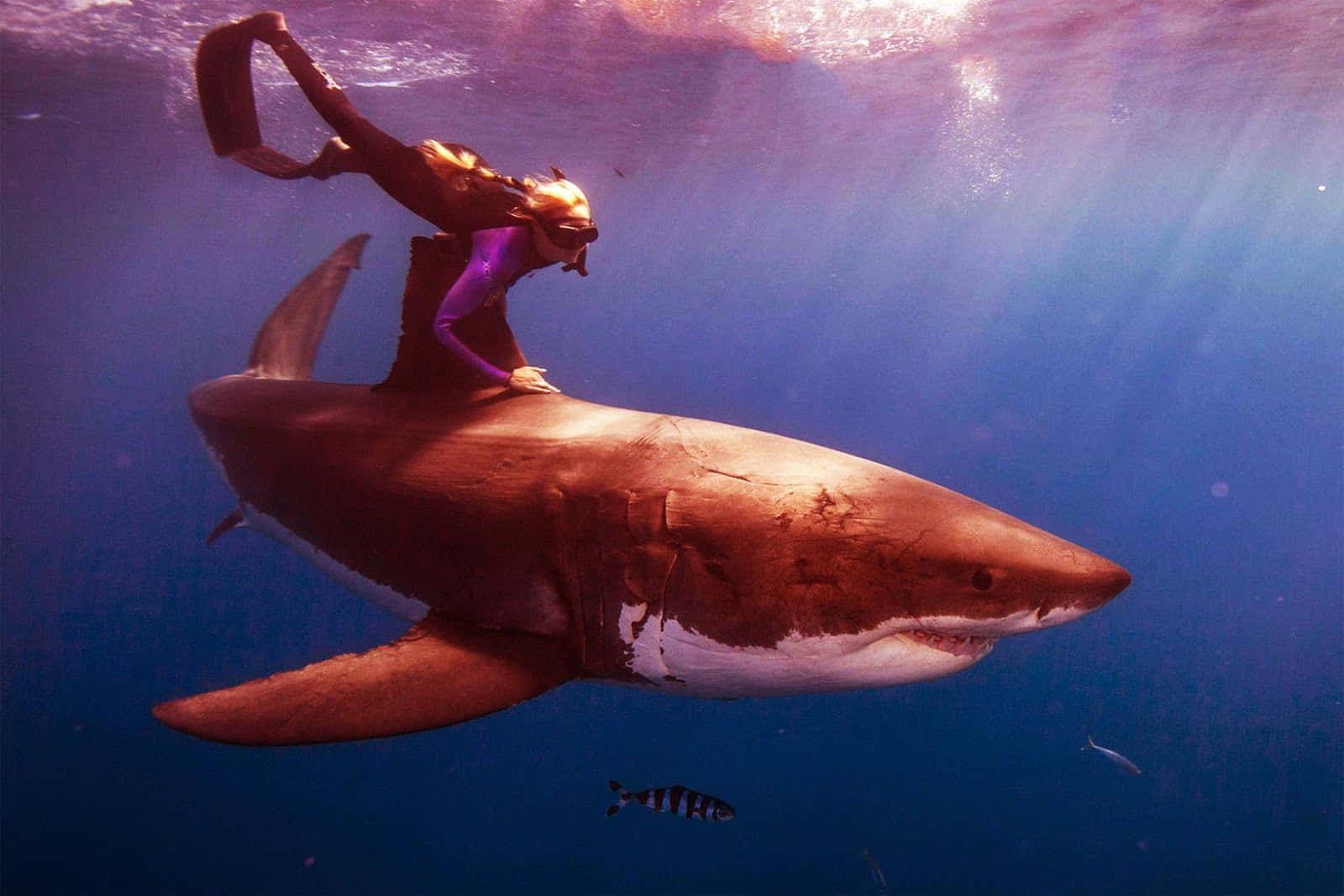 Diver Riding Tiger Shark Underwater Wallpaper