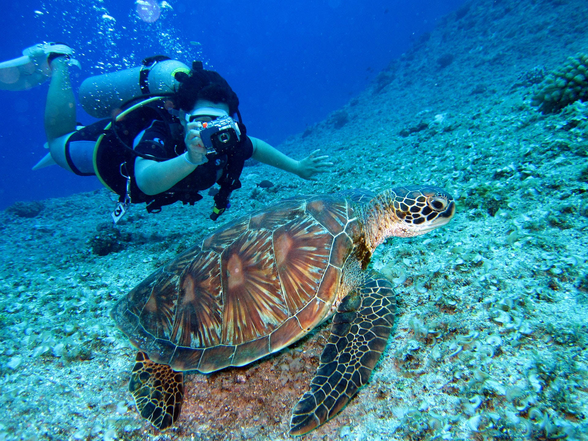 En dykker tager et foto af en havskildpadde Wallpaper