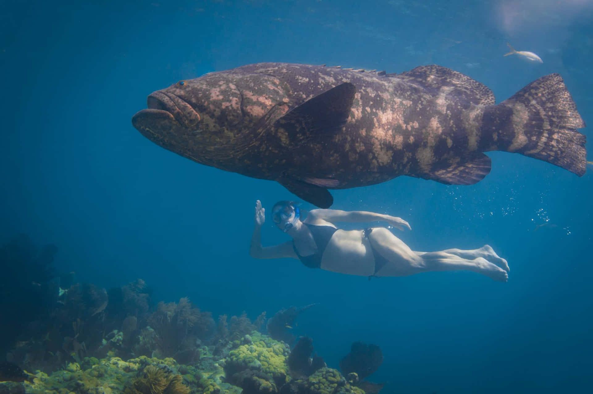 Diver_with_ Goliath_ Grouper Wallpaper