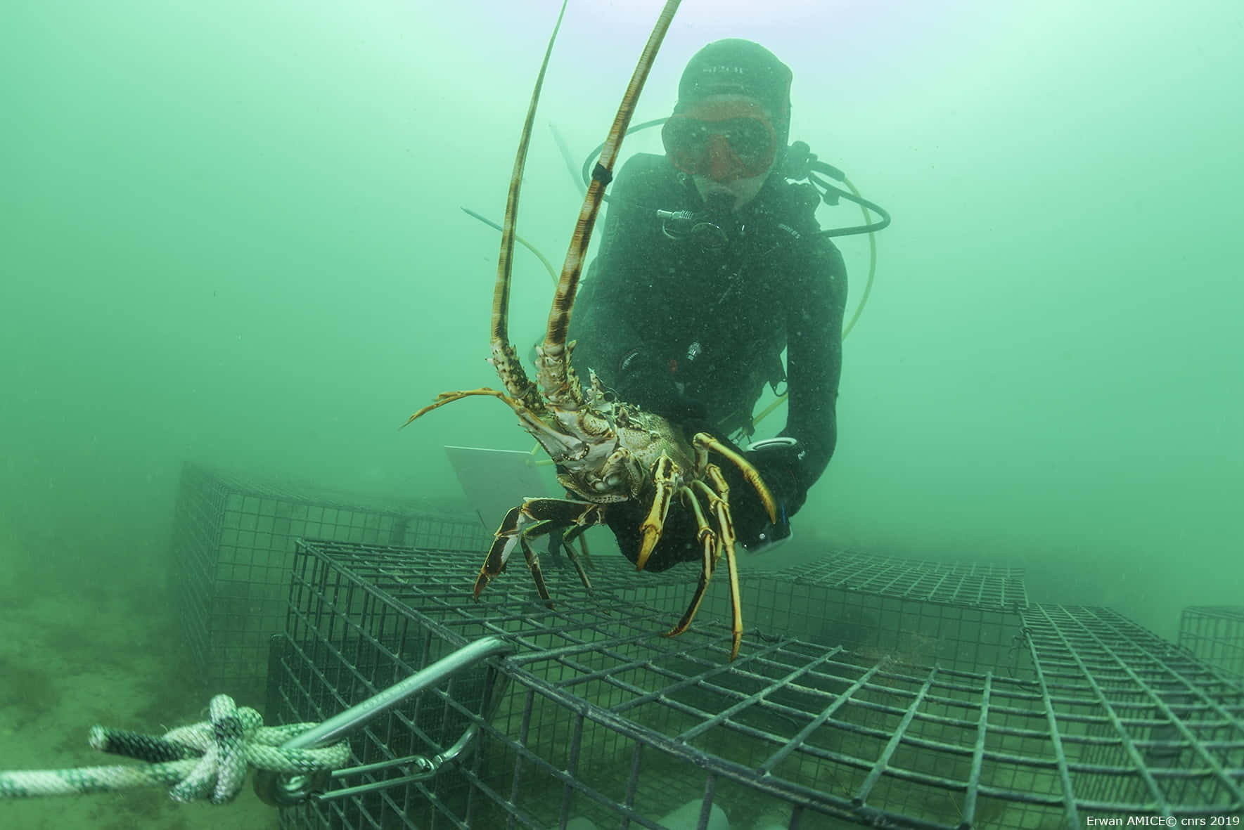 Diver_with_ Spiny_ Lobster_ Underwater Wallpaper