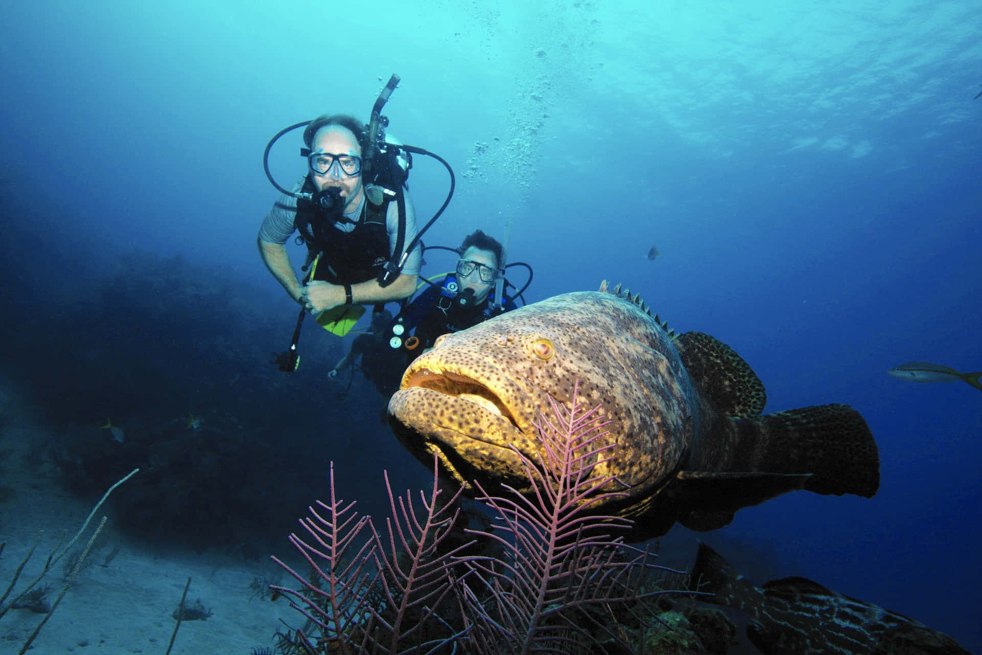 Divers Encounter Goliath Grouper Wallpaper