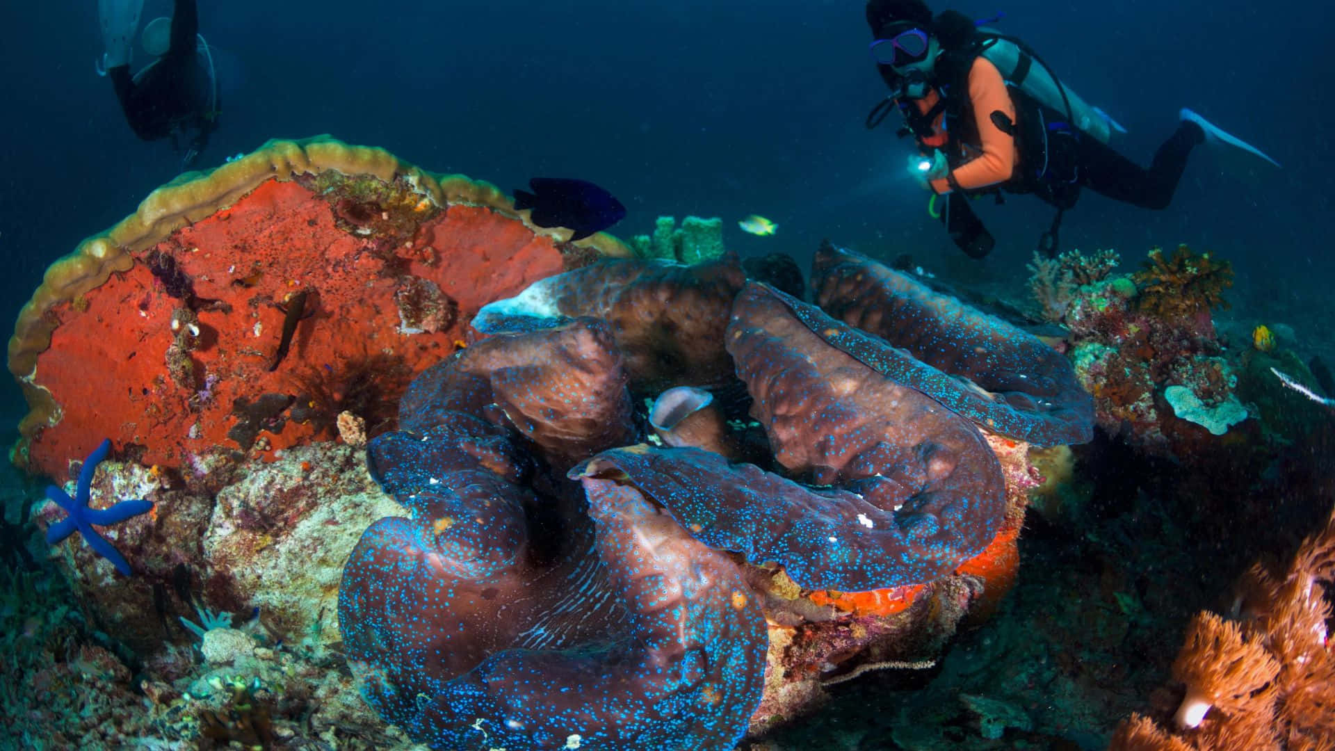 Divers Exploring Giant Clam Wallpaper
