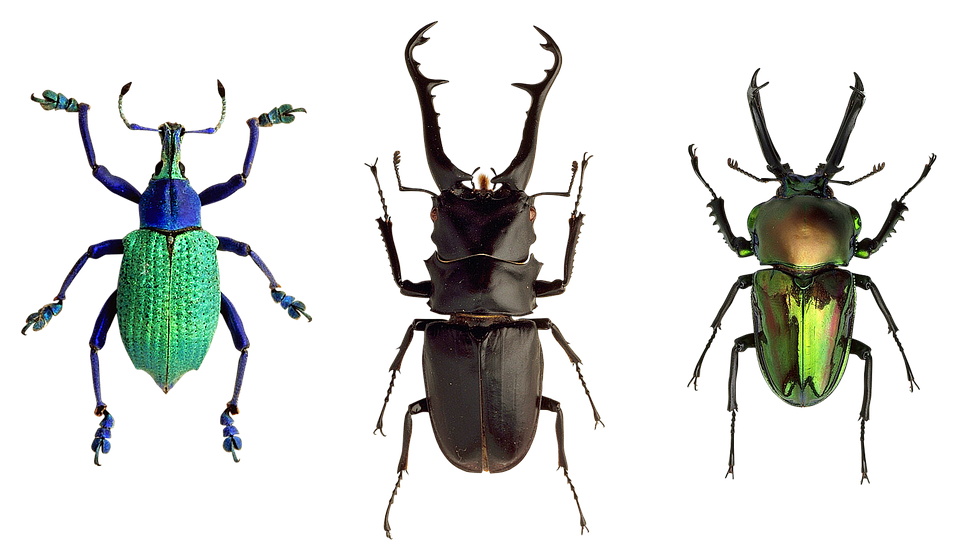 Diverse Beetle Species PNG