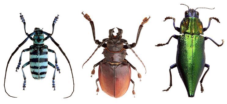 Diverse Beetle Species Showcase PNG