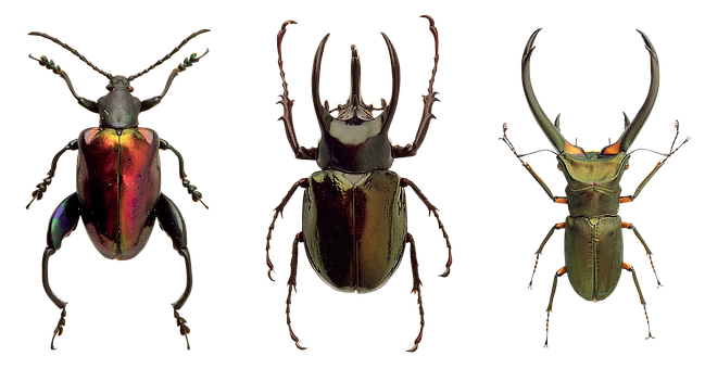 Diverse Beetle Species Triad PNG