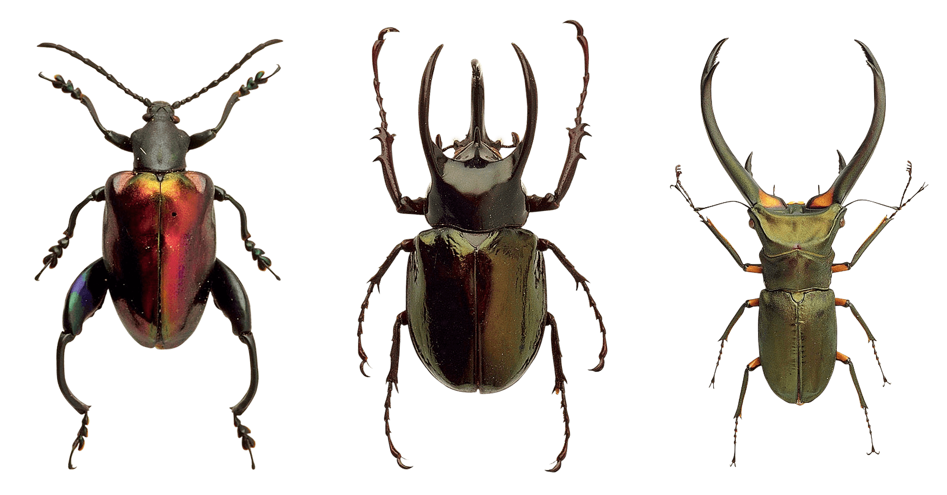 Diverse Beetle Species PNG