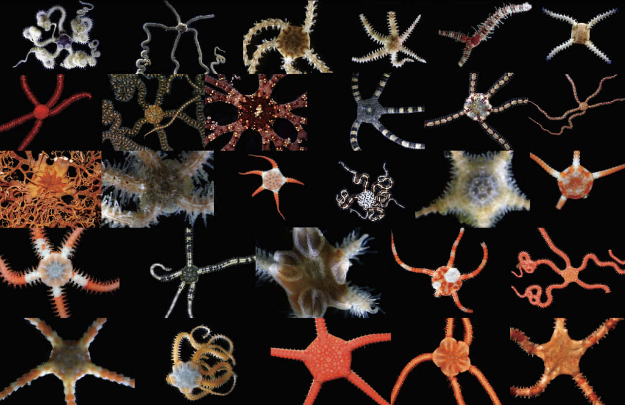 Diverse Brittle Stars Collection Wallpaper