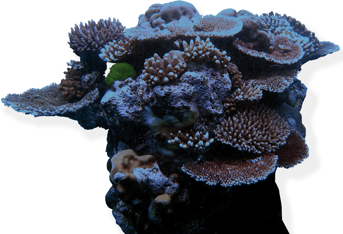 Diverse Coral Formation.png PNG