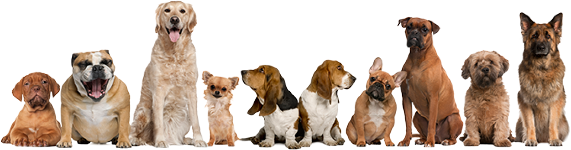 Diverse Dog Breeds Lineup PNG