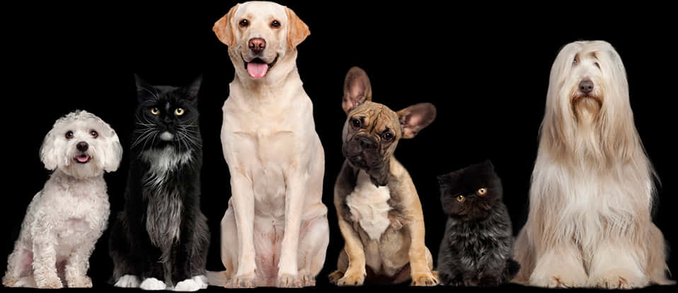 Diverse Dogand Cat Lineup PNG