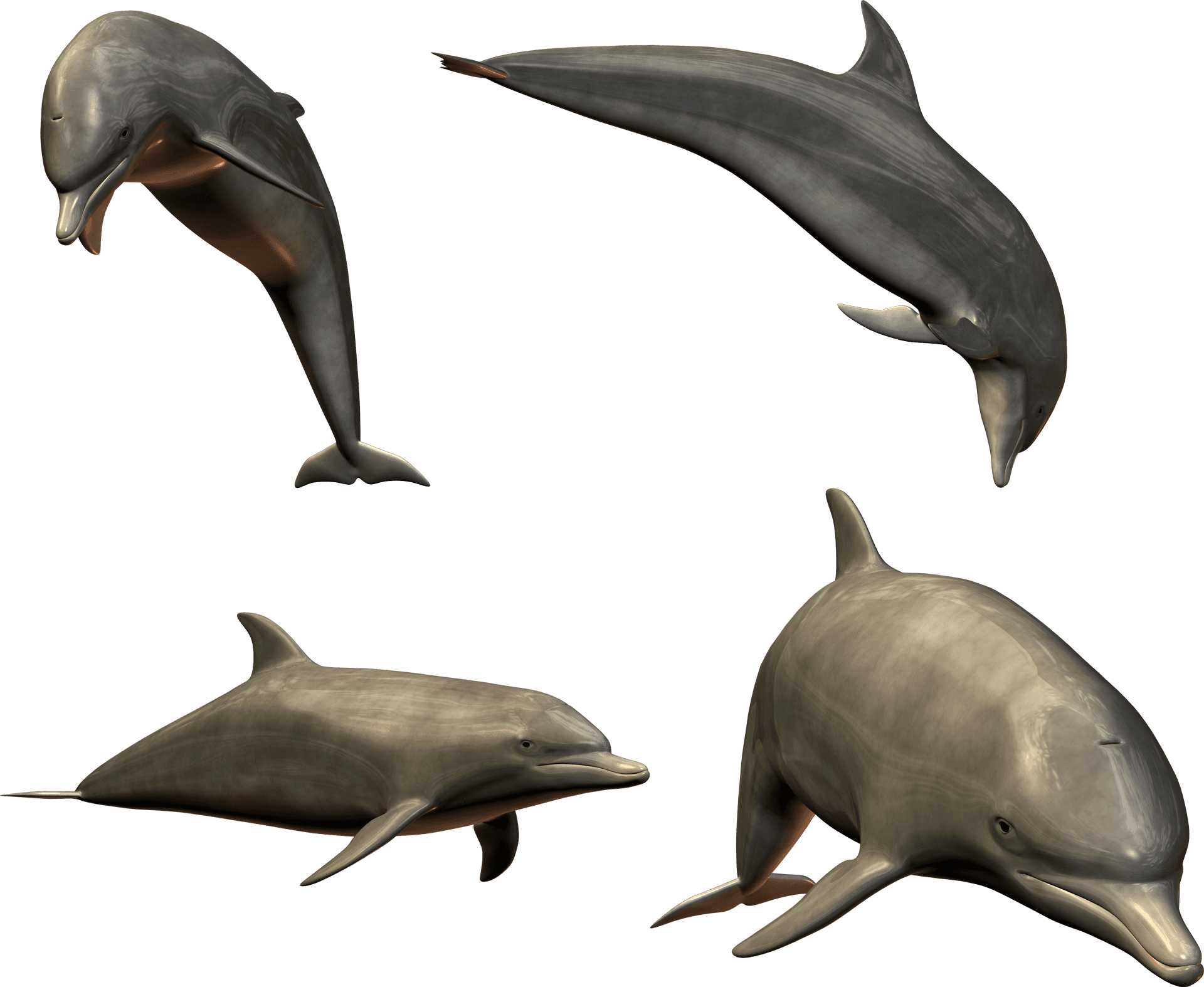 Diverse Dolphin Poses3 D Render PNG