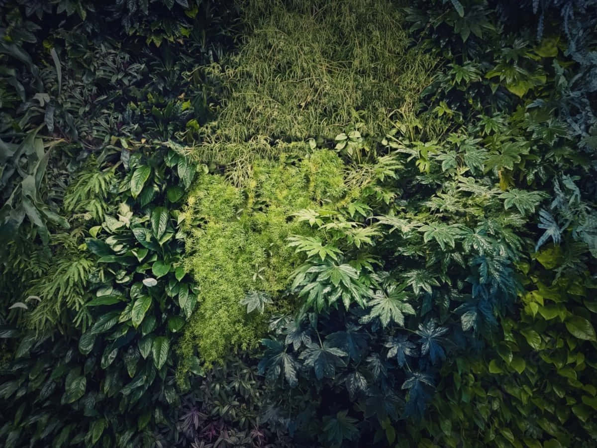 Diverse Greenery Wall Texture Wallpaper