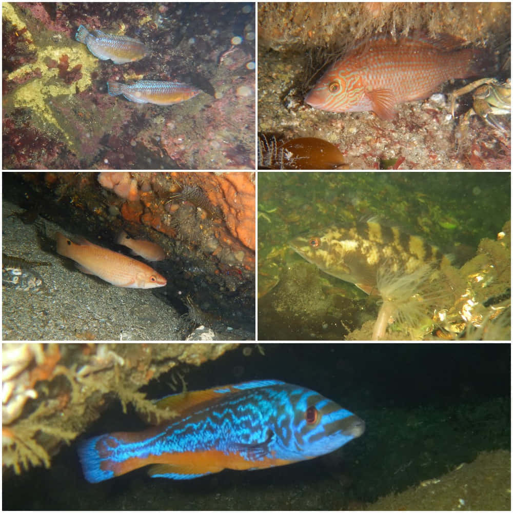 Diverse Wrasse Species Underwater Collage Wallpaper