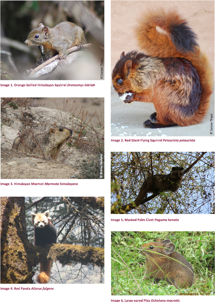 Diverse_ Squirrel_ Species_ Collage PNG