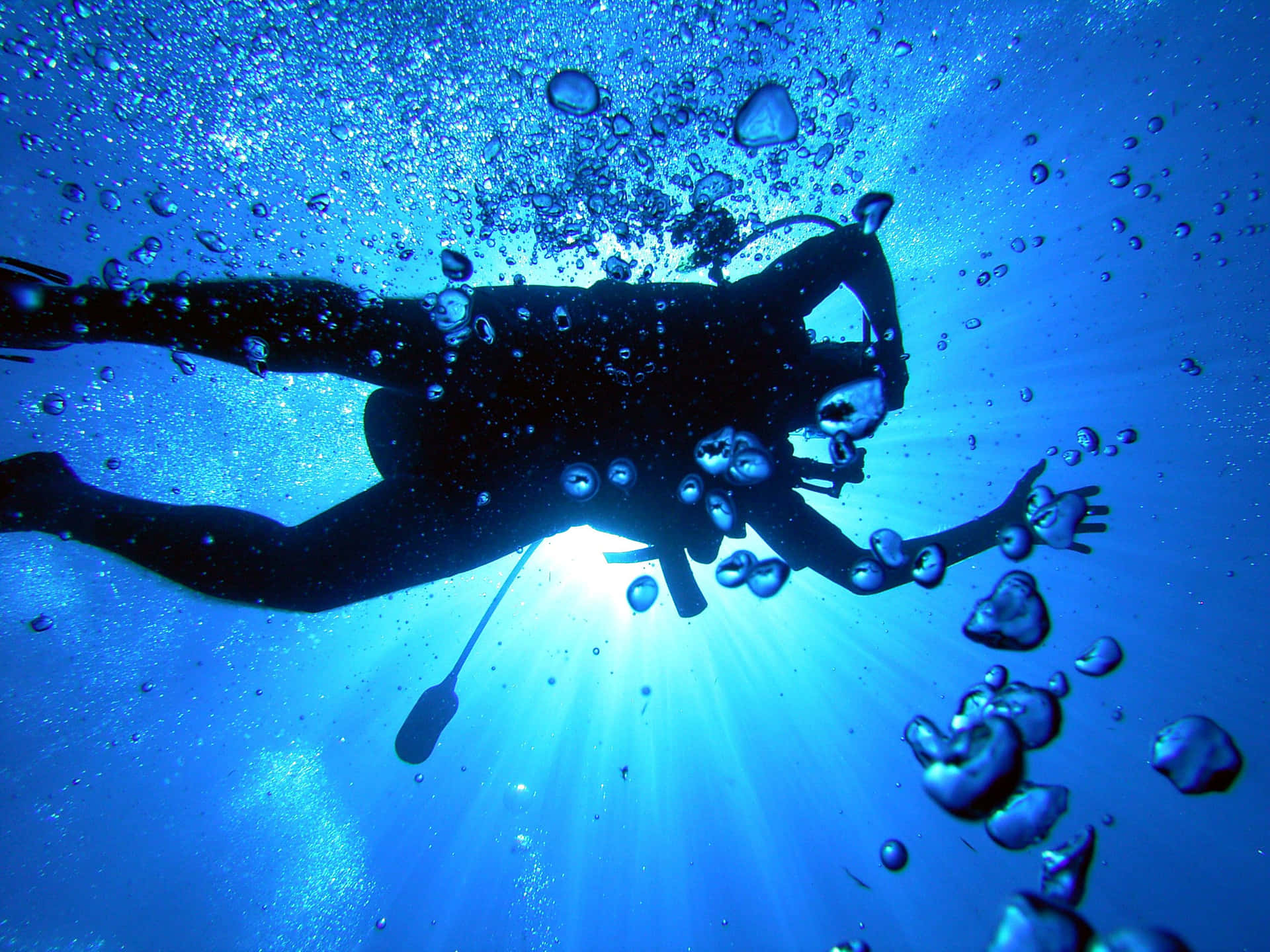 Discover The Beauty Of The Underwater World With A Dive