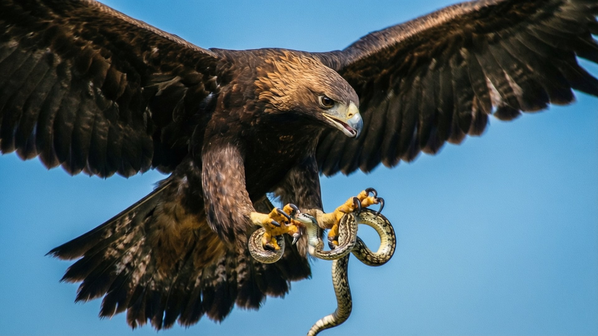 Dykande Örn Orm Bakgrundsbilder