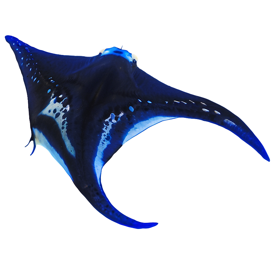 Download Diving With Manta Rays Png 95 | Wallpapers.com