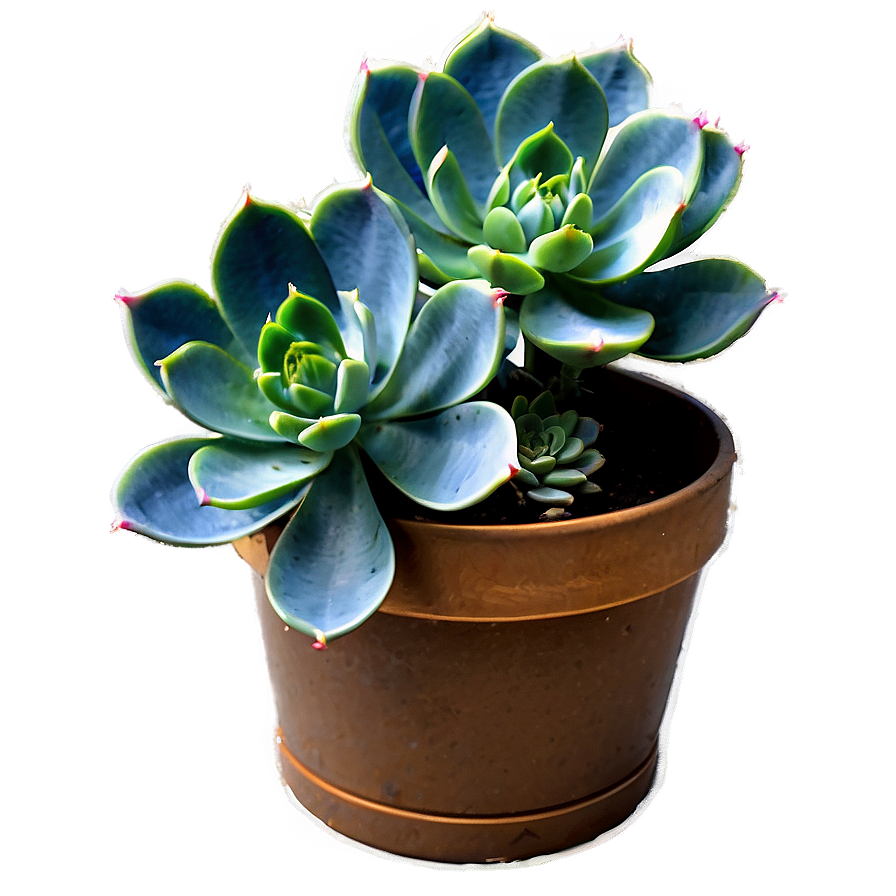Diy Succulent Project Png Mwy PNG