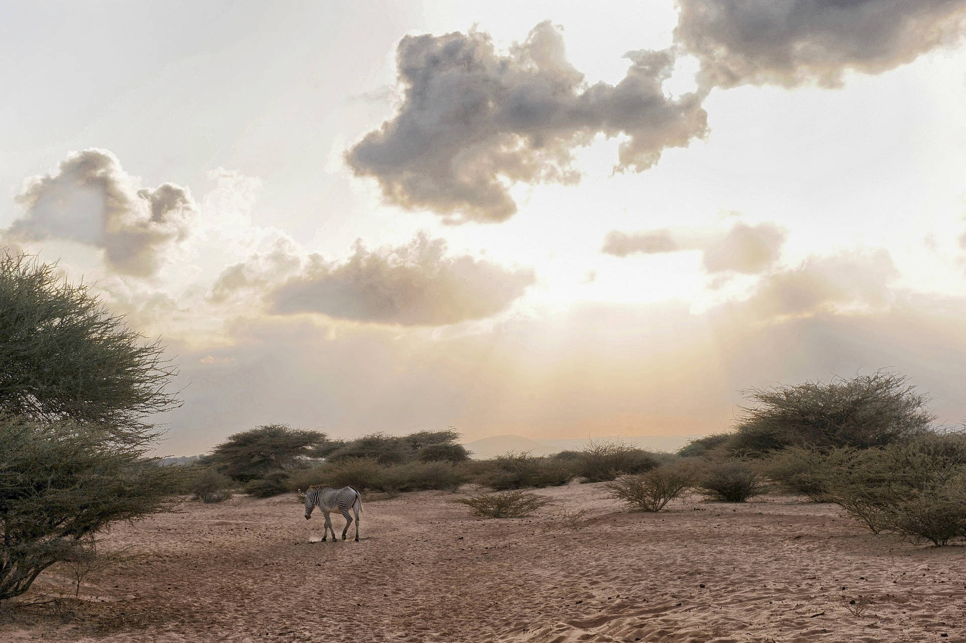 Animalesde Djibouti En Tierra Fondo de pantalla