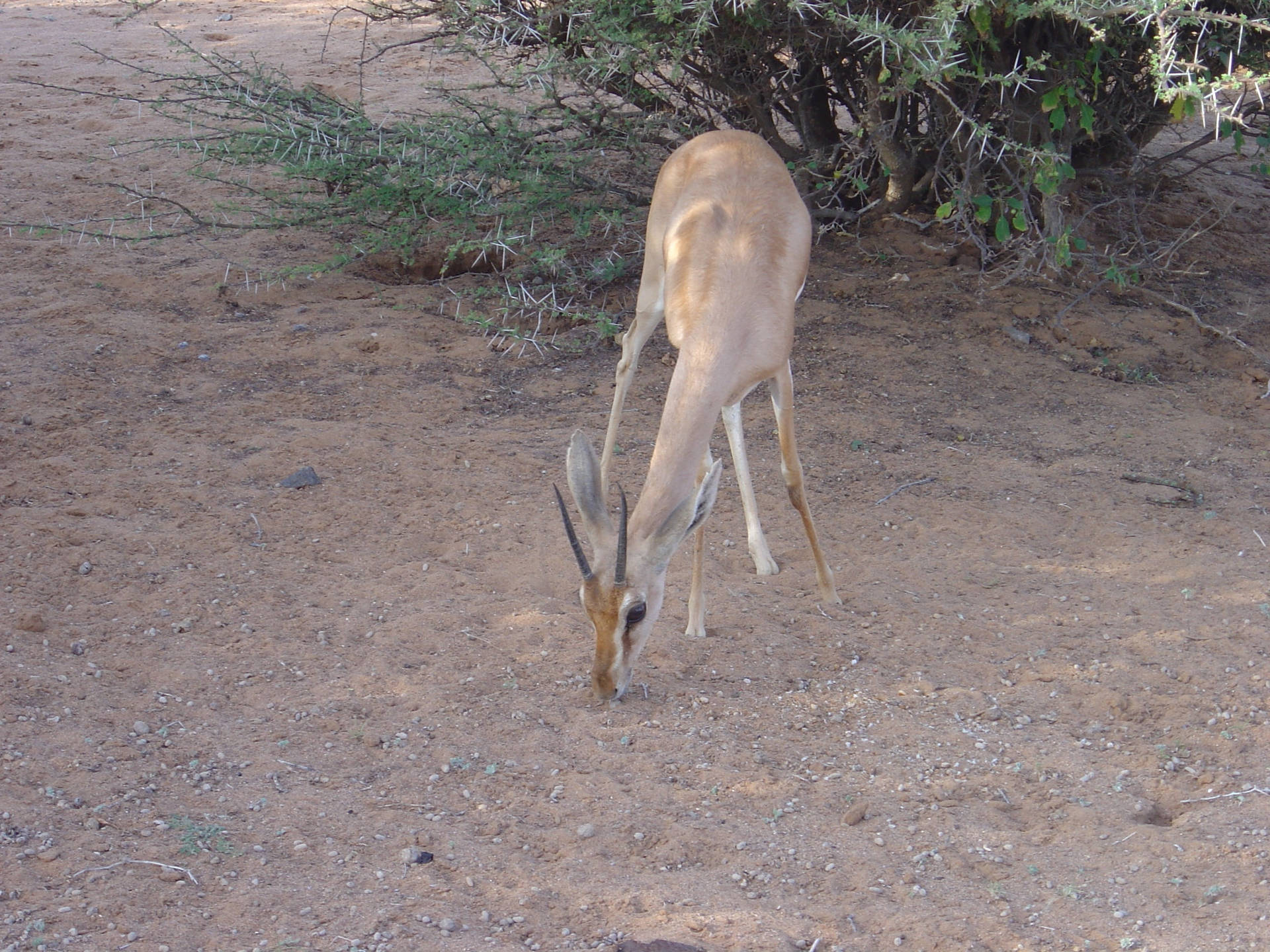 Djibouti Deer Would Be Translated To 