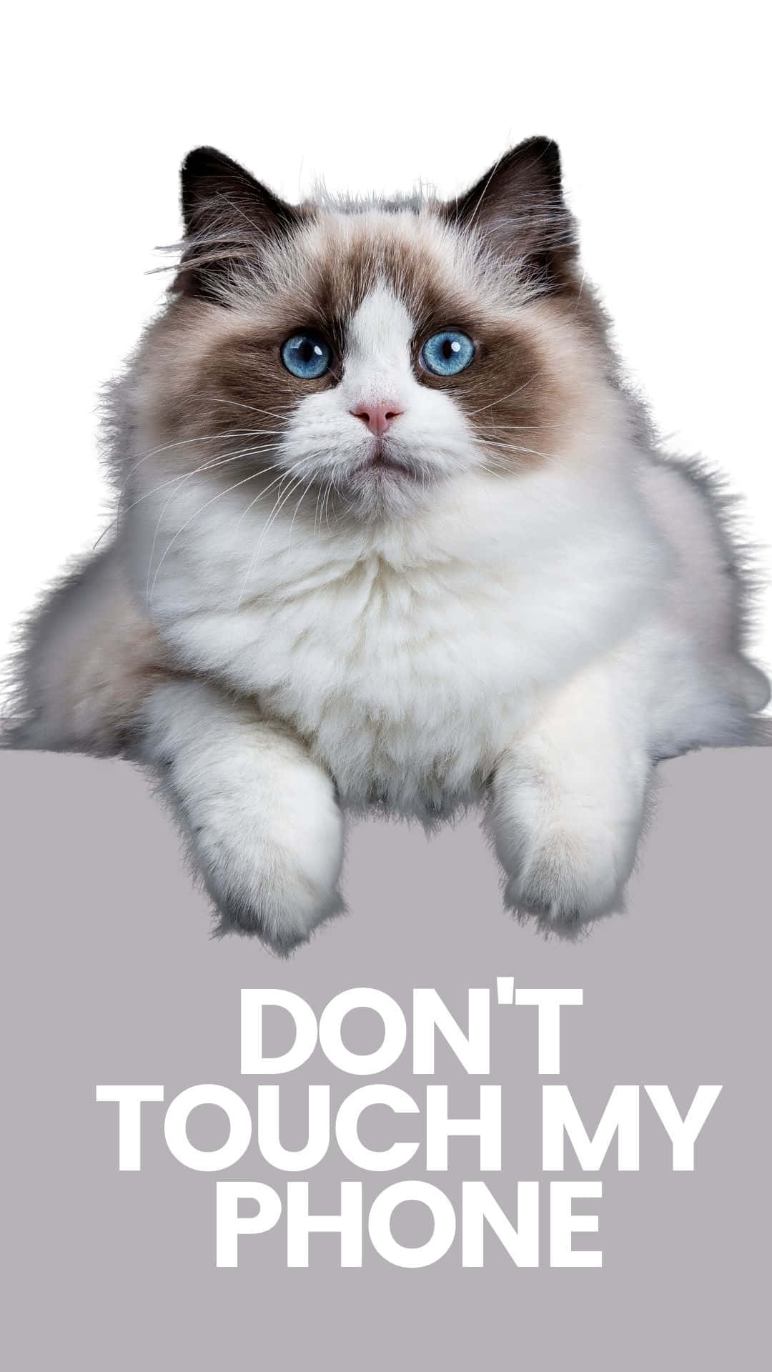 A Cat With Blue Eyes Is Sitting On A Gray Background Wallpaper