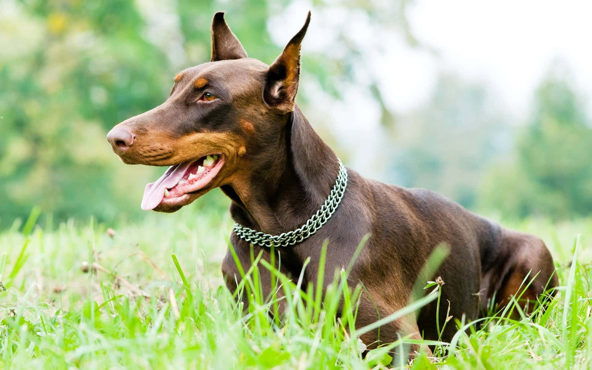 Brave and loyal, the Doberman Pinscher is a beloved canine companion Wallpaper
