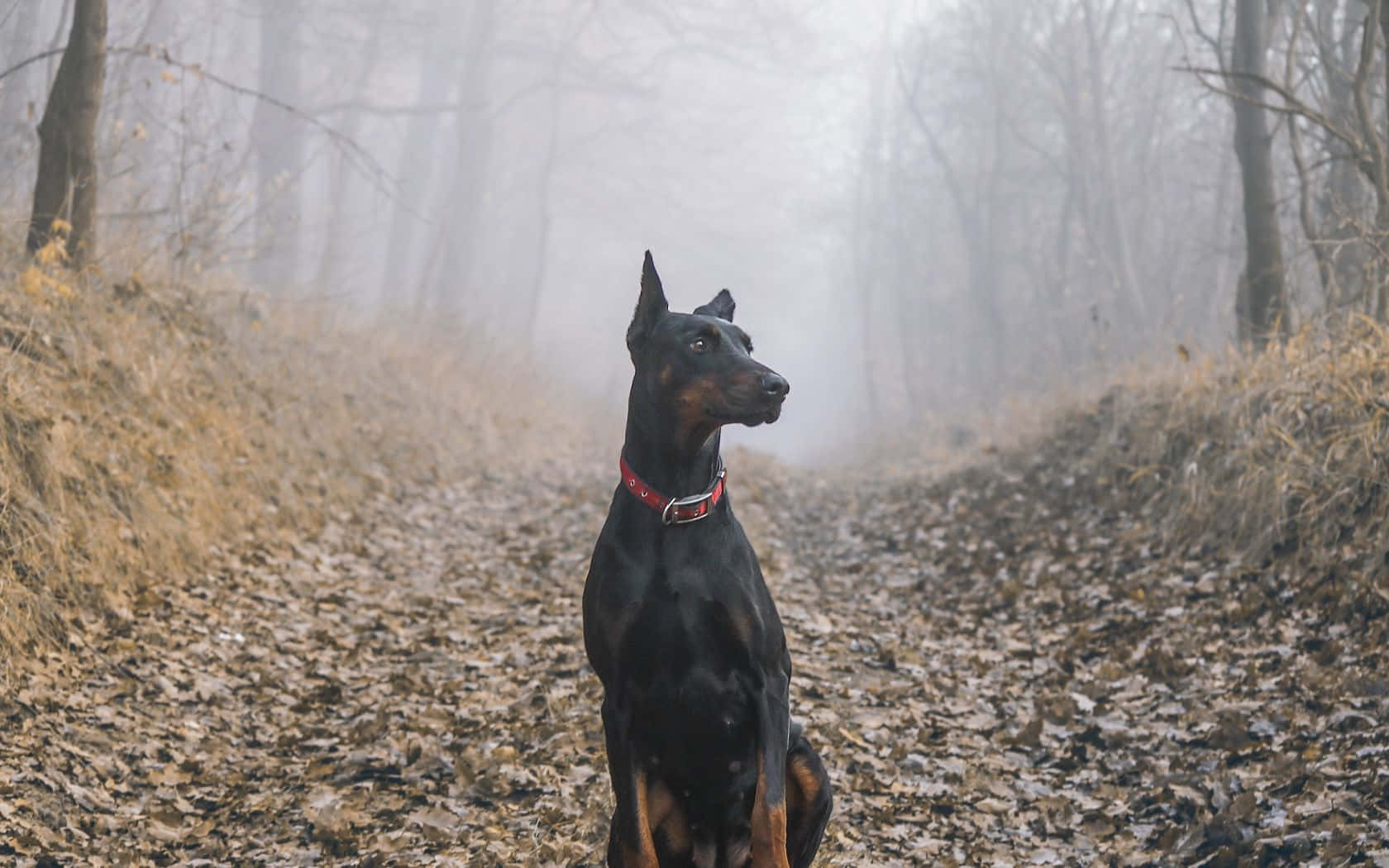 Doberman Wallpaper Images Browse 782 Stock Photos  Vectors Free Download  with Trial  Shutterstock