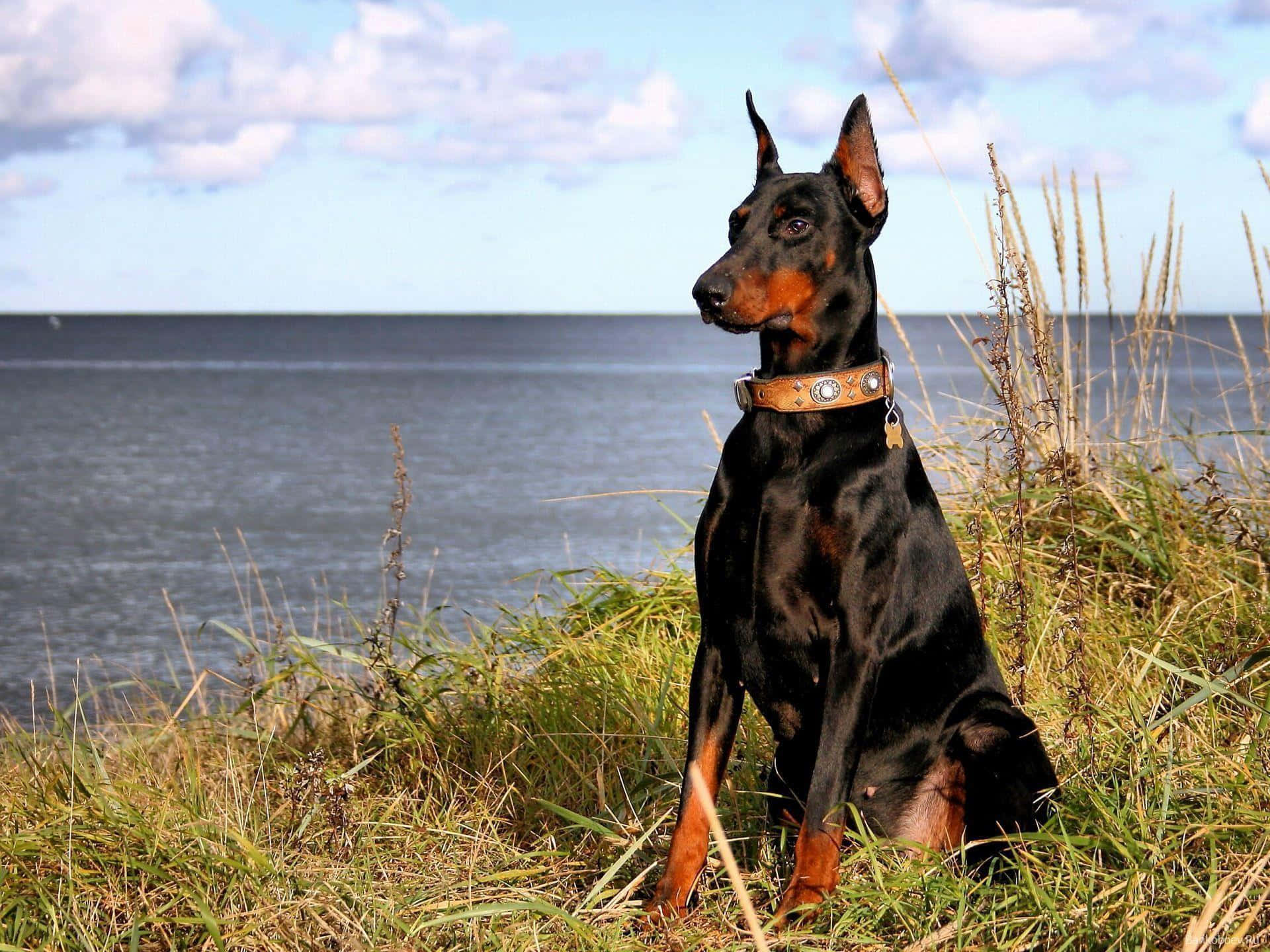 A loyal and intelligent Doberman looking out Wallpaper