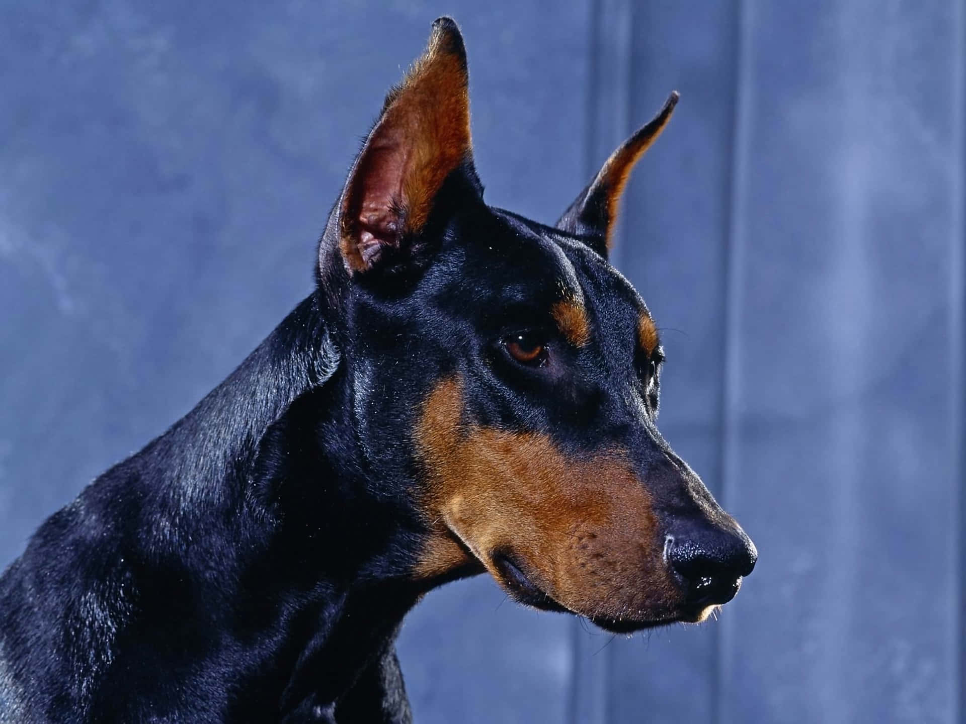 Not just Rottweilers these are the 12 SCARIEST dog breeds in the world   Times of India