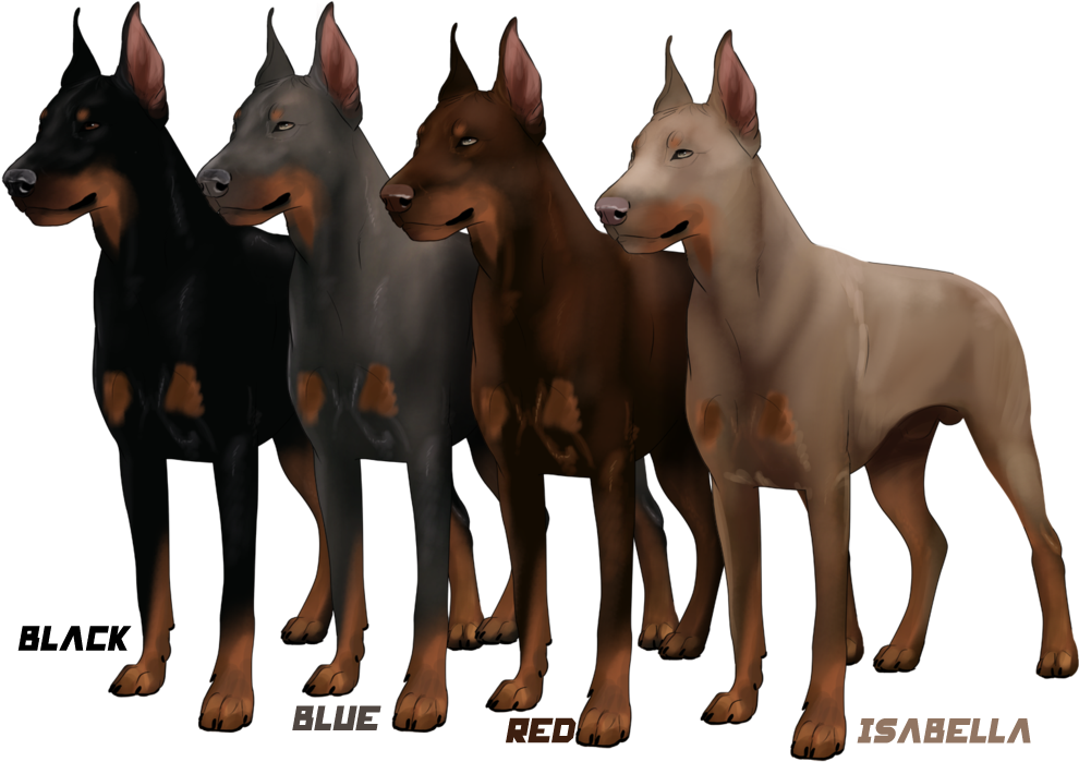 Doberman Color Variations PNG