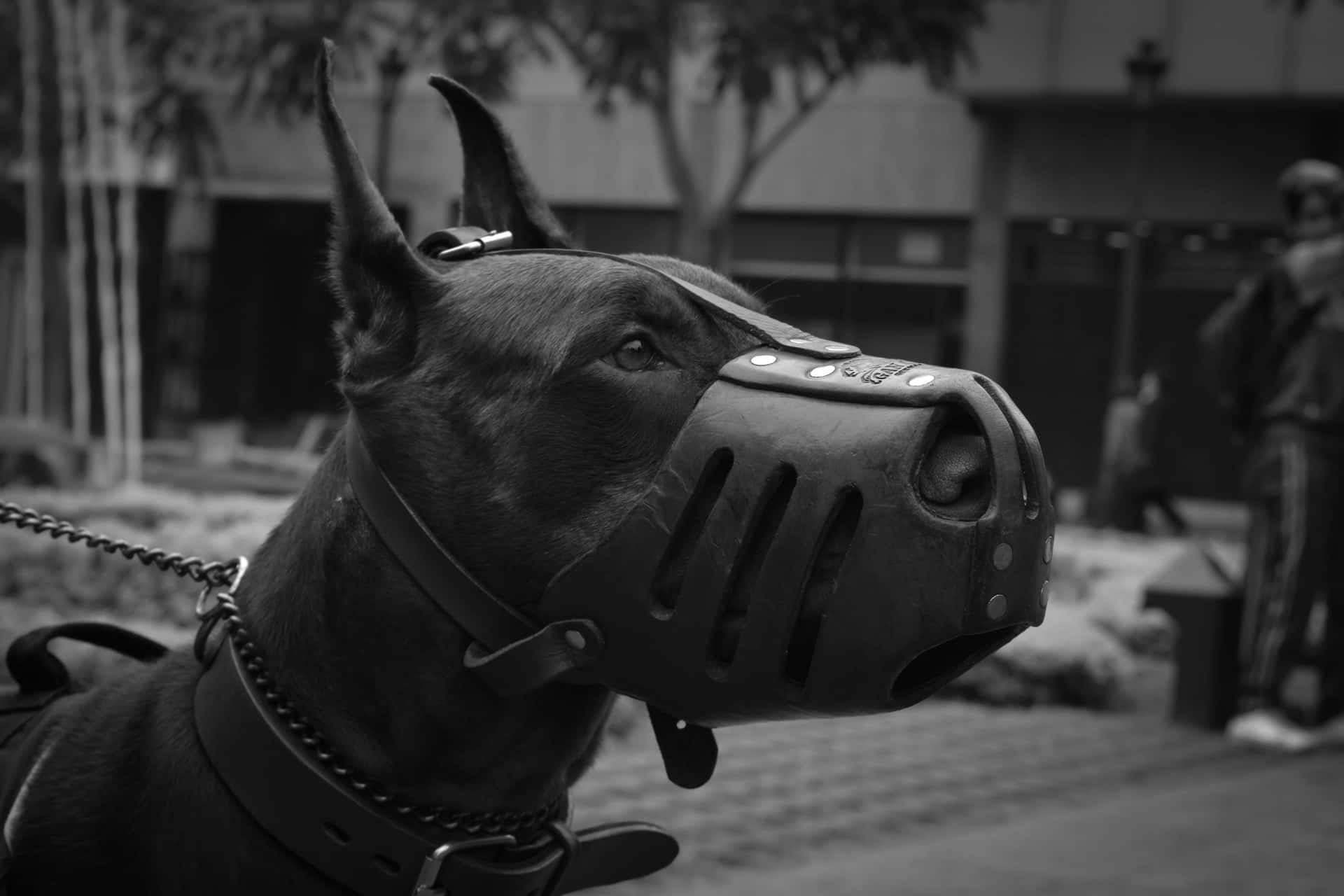 A Dog Wearing A Muzzle On Its Head Wallpaper