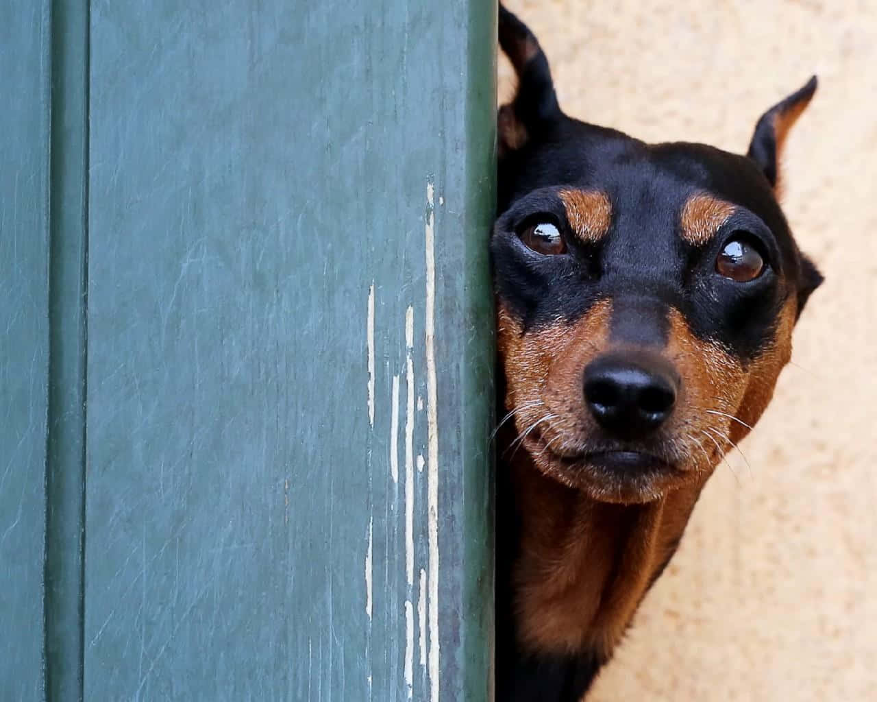 A Dog Peeking Out Of A Door Wallpaper