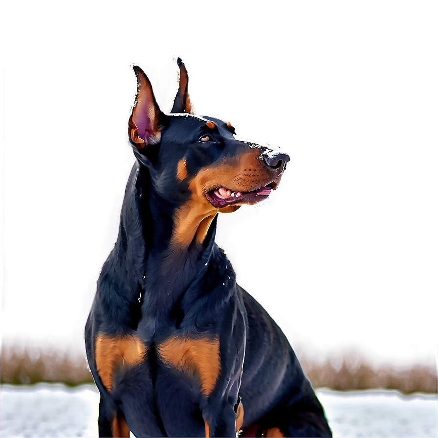 Download Doberman In Snow Png 27 | Wallpapers.com