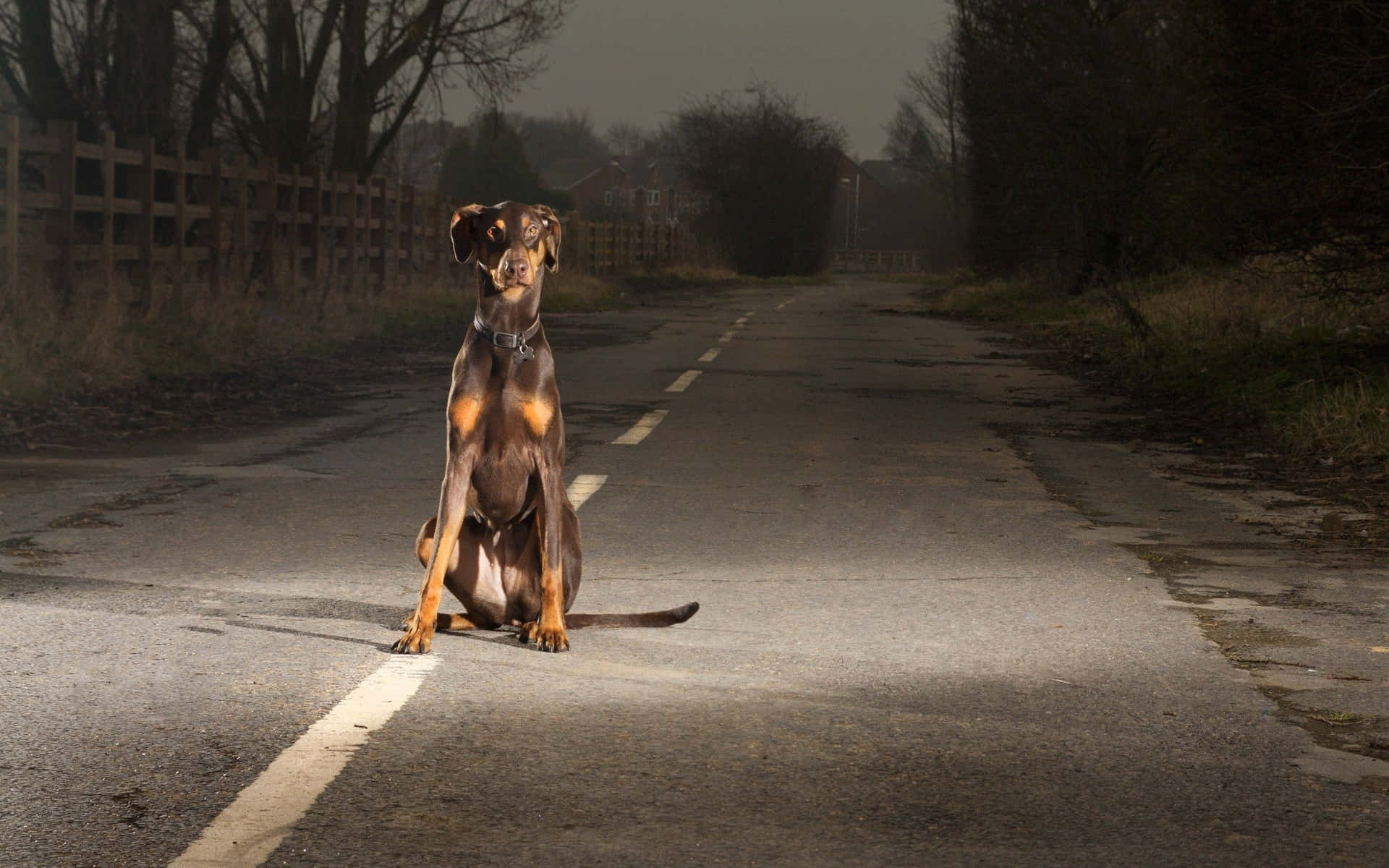 En hund sidder ved siden af ​​en vej i en hvedemark. Wallpaper