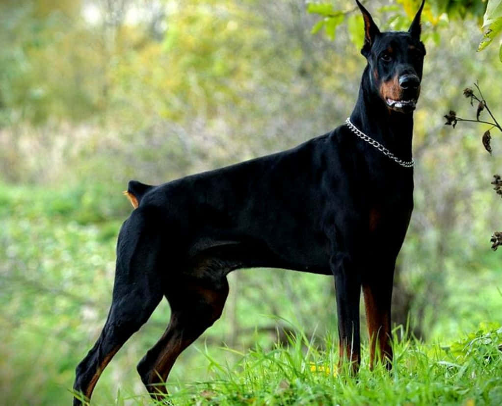 Dobermans Are The Most Popular Dog Breed Wallpaper