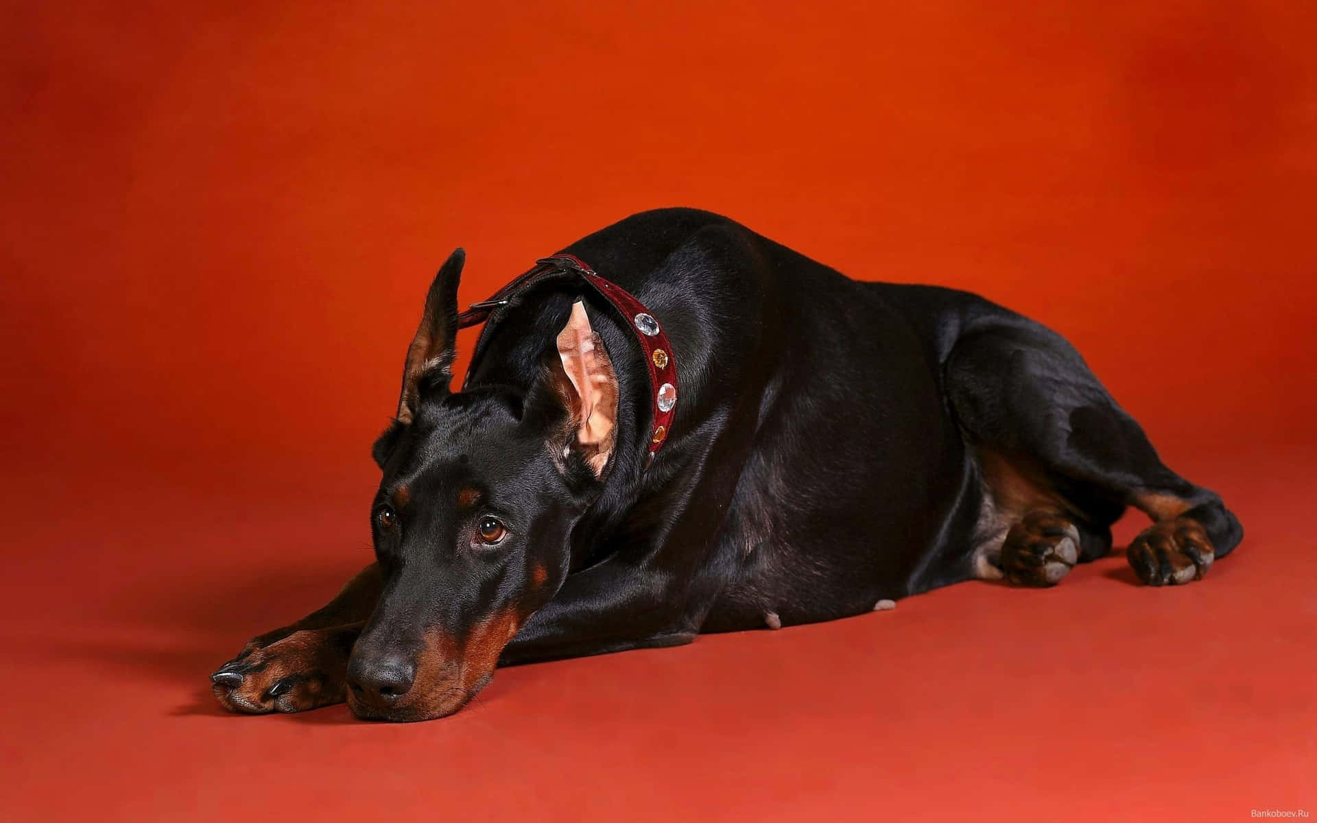 A Black And Brown Doberman Laying On A Red Background Wallpaper