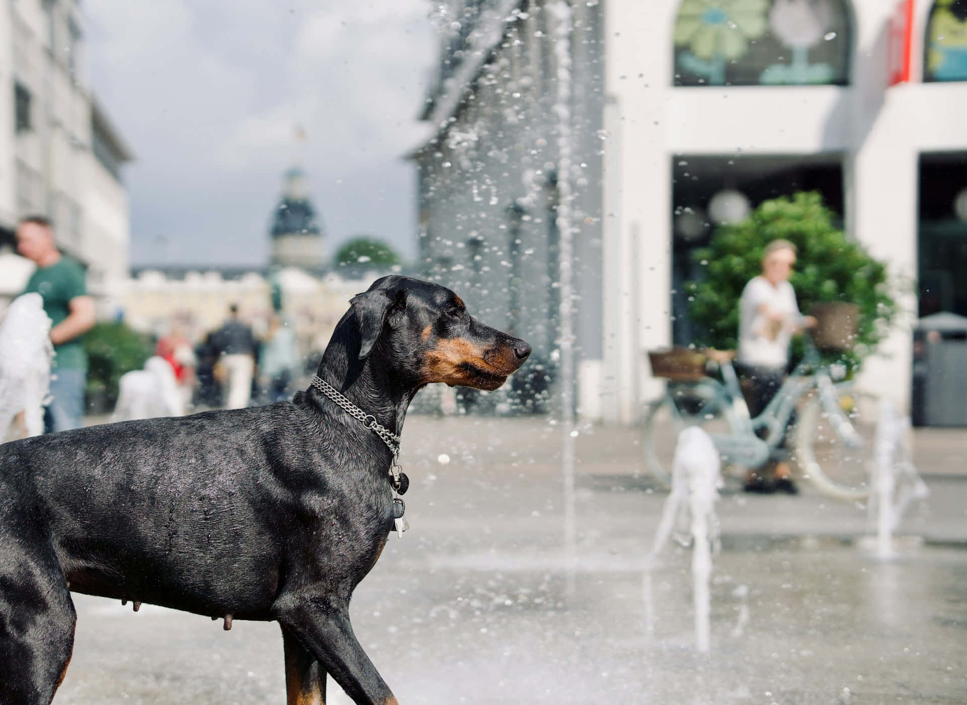 Doberman Bij Fontein Spetter Achtergrond