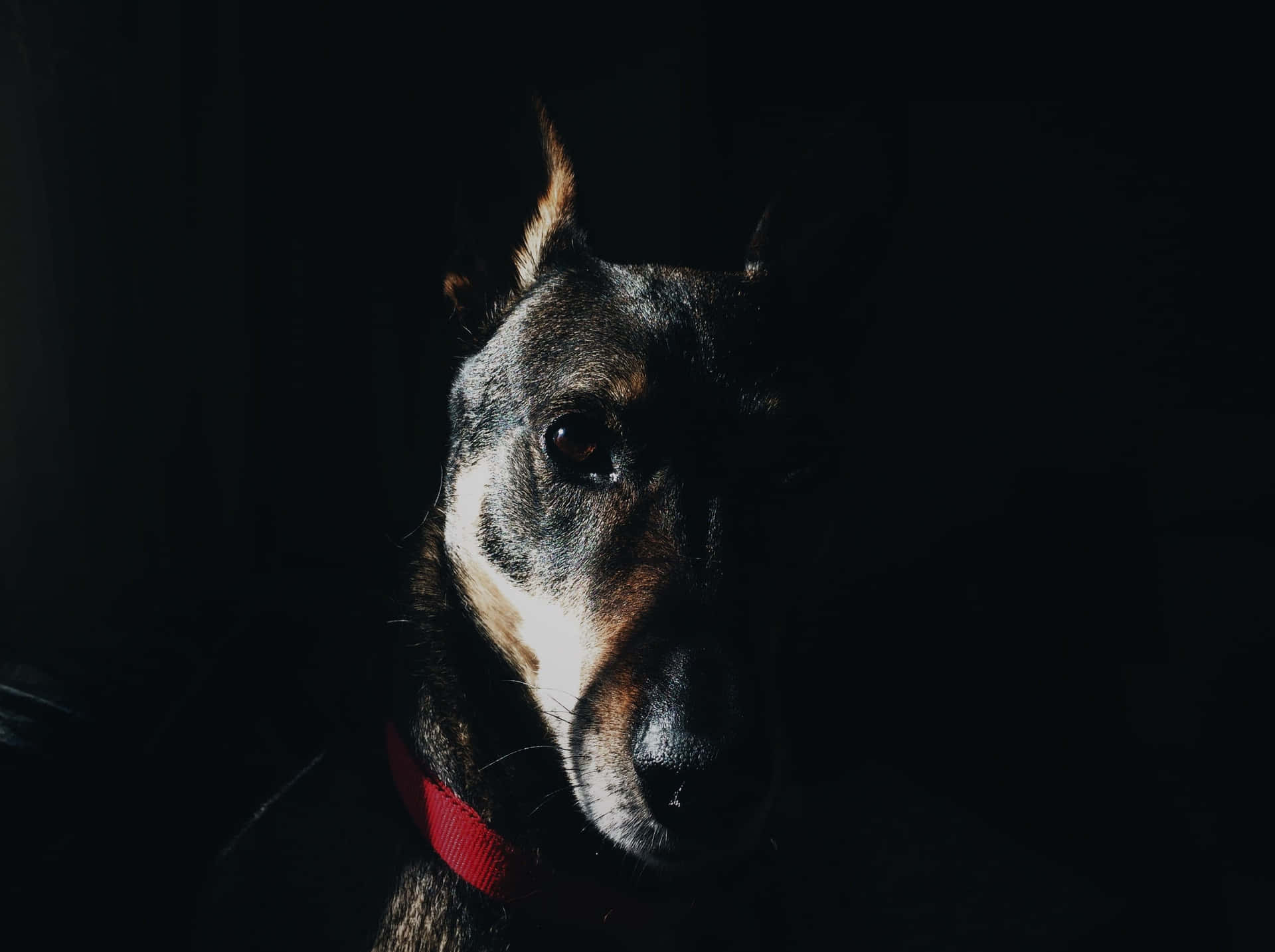 Einhund Sitzt Im Dunkeln. Wallpaper