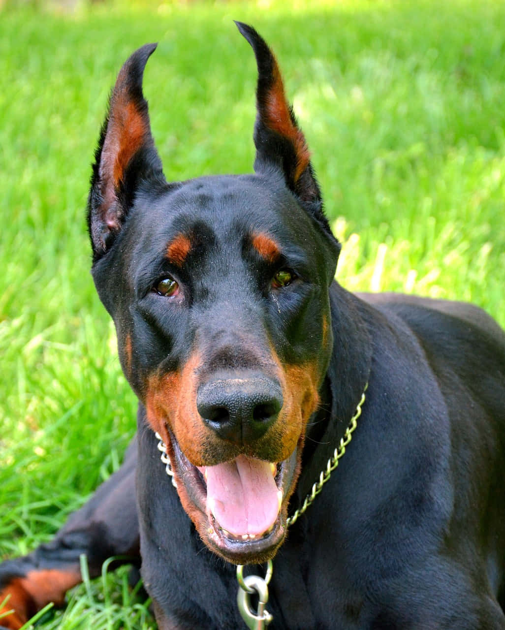 Dobermannbilder