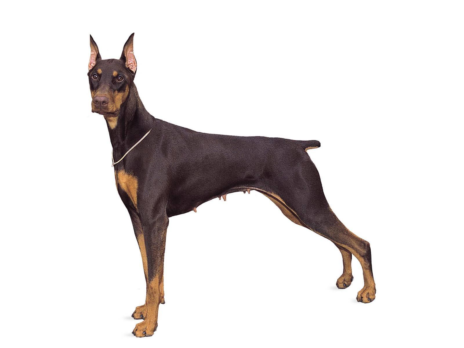 Caption: Majestic Doberman Pinscher showcasing cropped ears and a short tail Wallpaper