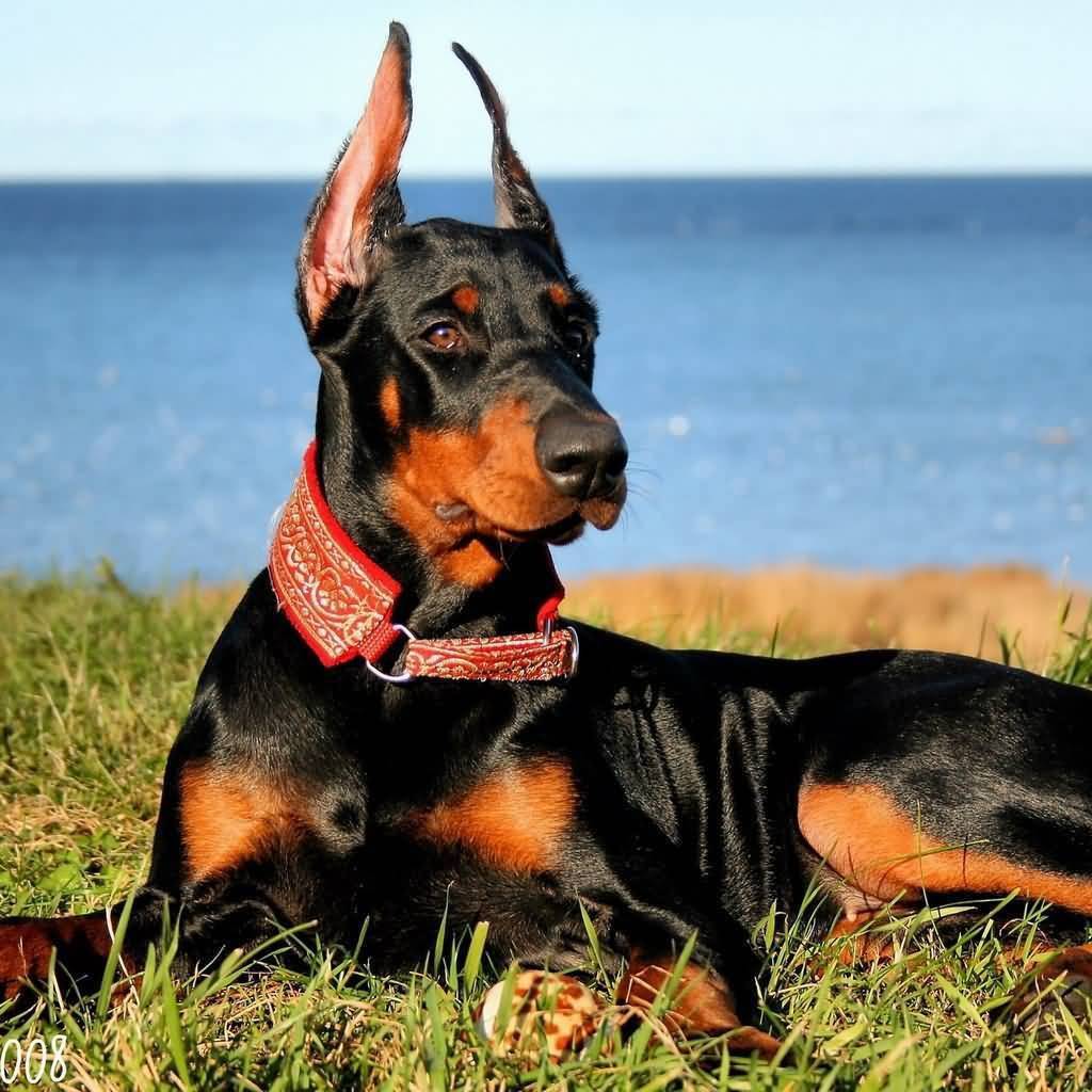 Doberman Pinscher With Erecting Cropped Ears Wallpaper
