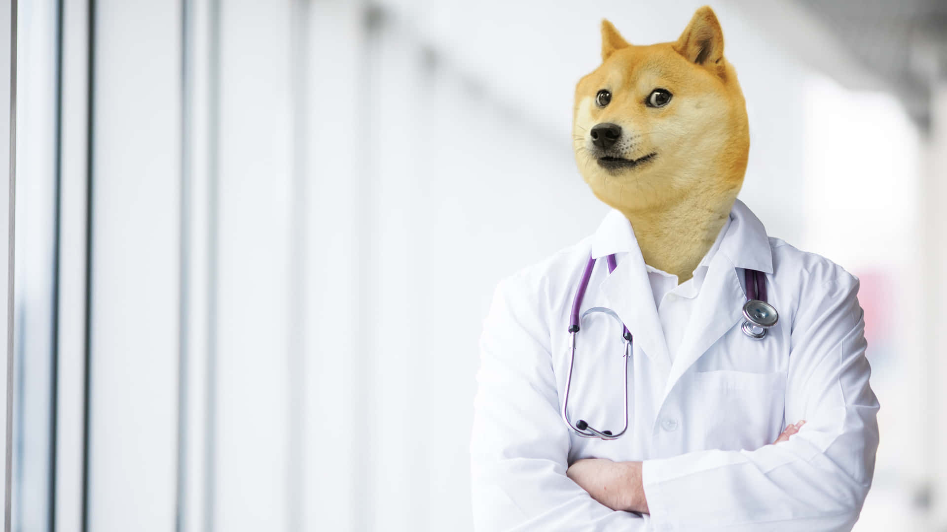 Doctor Doge Wallpaper